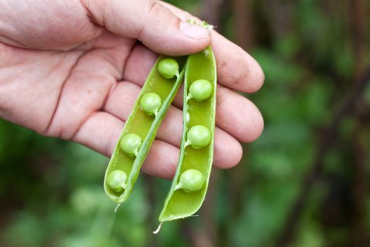 We see woman Hand Hold Cracked Pea Pod