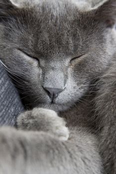 sleepy gray cat on a sofa