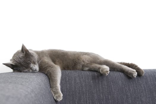 sleepy gray cat on a sofa