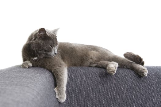 sleepy gray cat on a sofa