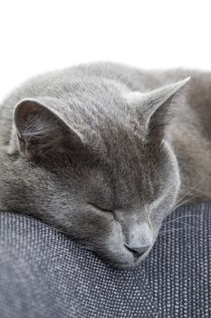 sleepy gray cat on a sofa