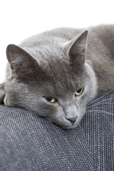 sleepy gray cat on a sofa