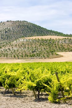 vineyard near Villabanez, Valladolid Province, Castile and Leon, Spain