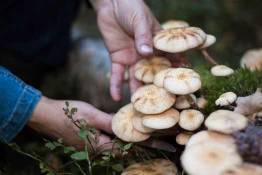 We see Honey fungus and woman hands with knife