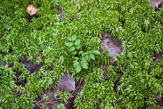 We see Background of green moss with small bilberry