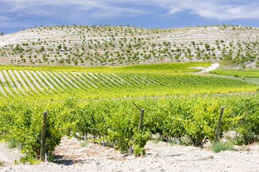 vineyards near Villabanez, Valladolid Province, Castile and Leon, Spain