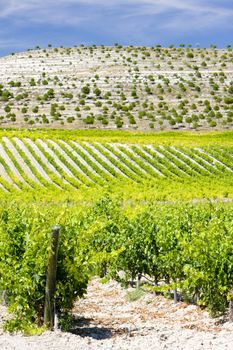 vineyards near Villabanez, Valladolid Province, Castile and Leon, Spain