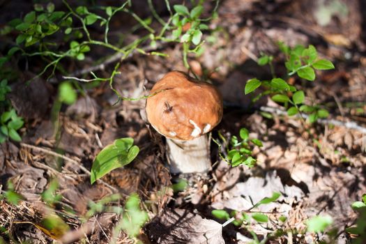 We see Cep or Penny Bun or Porcino on the ground in forest