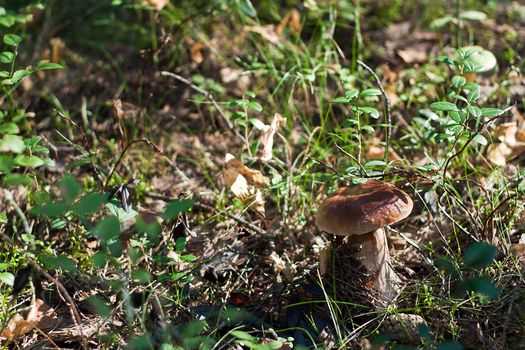 We see Cep or Penny Bun or Porcino on the ground in forest