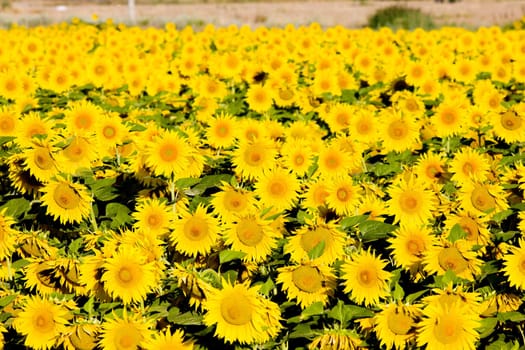 sunflower field, Zamora Province, Castile and Leon, Spain