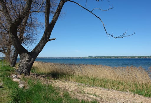 Magnificent seascape view from the shore between the trees