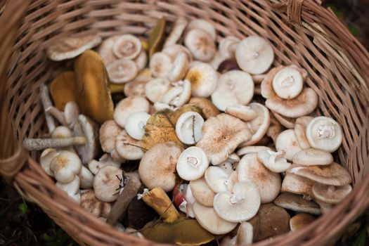 We see many mushrooms in wooden basket in forest