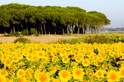 sunflower field, Zamora Province, Castile and Leon, Spain