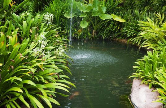 Tropical garden, pond and plants.
