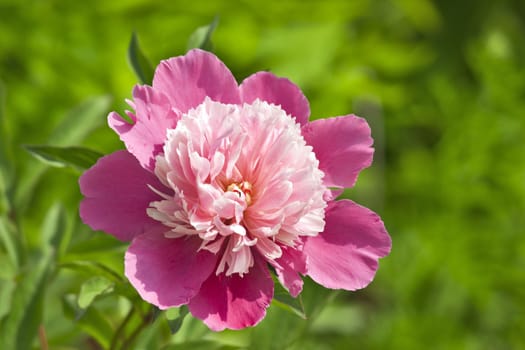 Pink peony in the garden