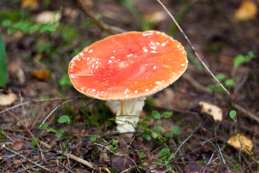 We see one agaric on the ground in the forest