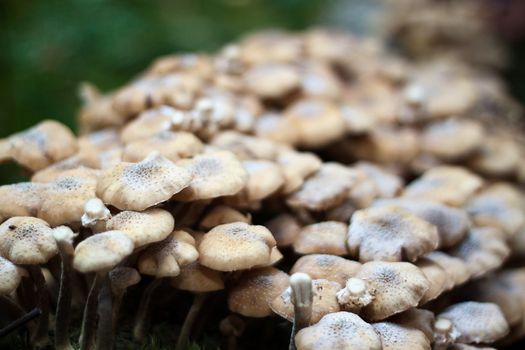 We see Honey fungus on the old tree in forest