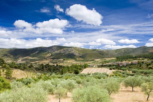 olive trees, Douro Valley, Portugal