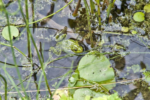 Green frog in pond water