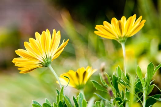 Osteospermum flower