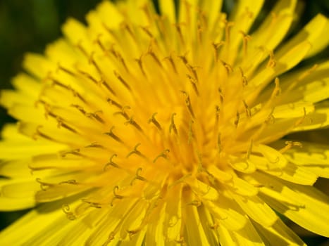 Beautiful blooming yellow Dandelion Taraxacum flower in closeup