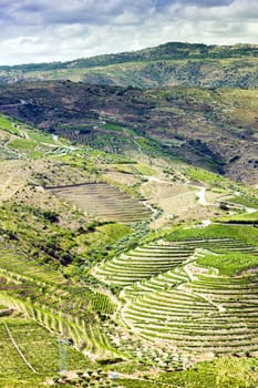 vineyars in Douro Valley, Portugal