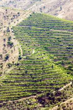 vineyars in Douro Valley, Portugal