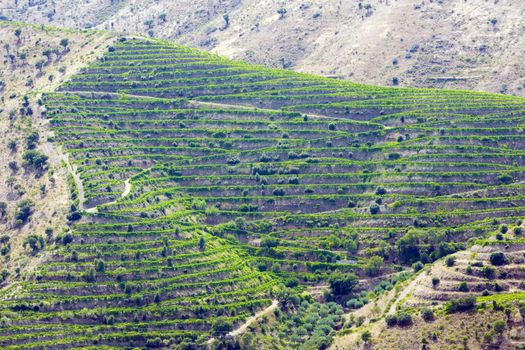 vineyars in Douro Valley, Portugal