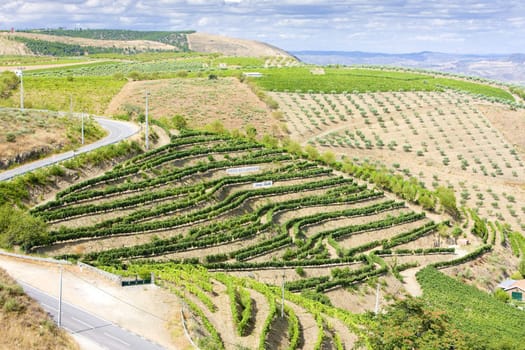 vineyars in Douro Valley, Portugal