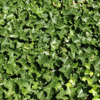 Green ivy plants useful as a background