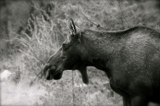 A large female moose stands near a road in Rocky Mountain National Park.