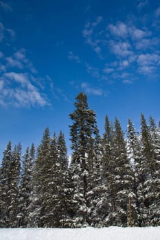 Pine trees in winter landscape at Lake Tahoe, California