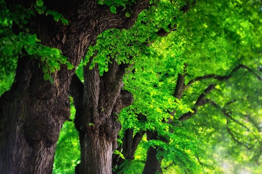 Green leaves of trees crowns in shadow alley