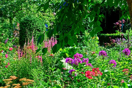 A lush garden with purple flowers