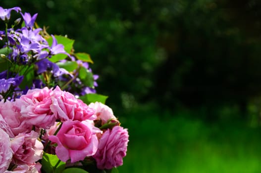 flower border with roses and bluebells with green background