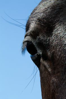 Horse's eye