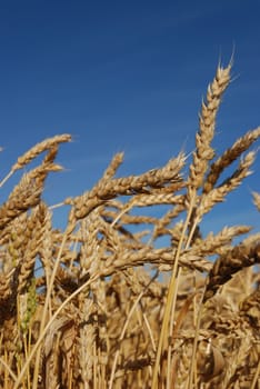 Wheat in a field under blue sky