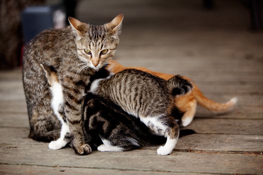 A cat with many nursing kittens