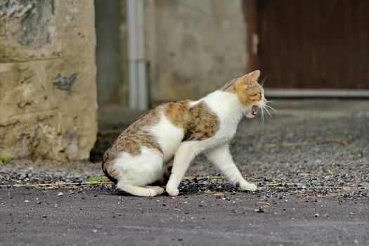 cat brown and white