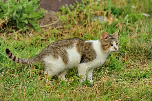 cat brown and white and grass green