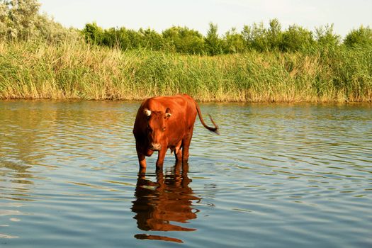 Cow in a river