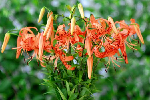 Tiger Lily, Lat. Lilium lancifolium