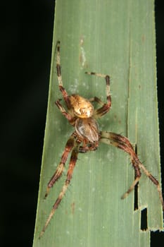 European garden spider (Araneus diadematus) - male on a leaf
