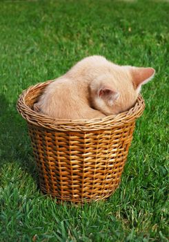 Cute yellow kitten hiding in a basked.