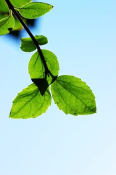 green leaves, shallow focus on the blue sky