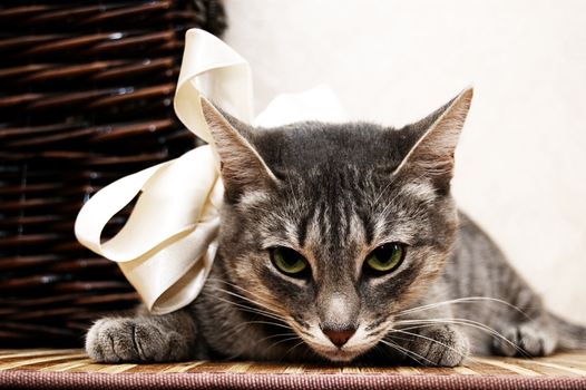 Smoky cat with green eyes near basket