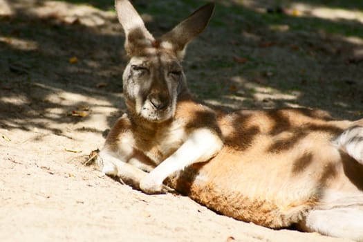 Kangaroo in Polish Zoo in Gdansk City