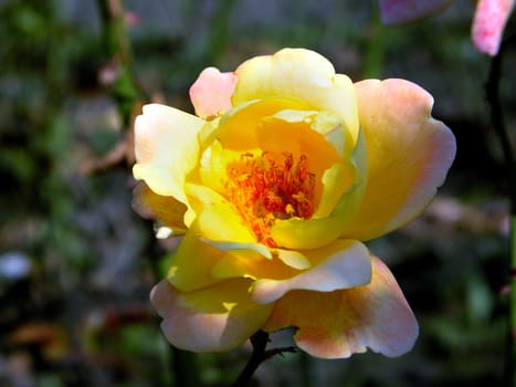 Single yellow rose in a  public garden, nice blurred background.