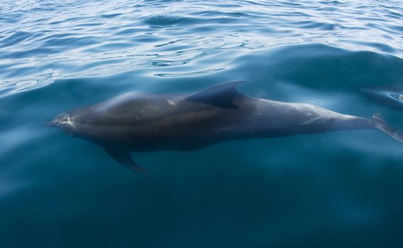 A dolphin swims just under the surface of the ater in the Sea of Cortez Mexico