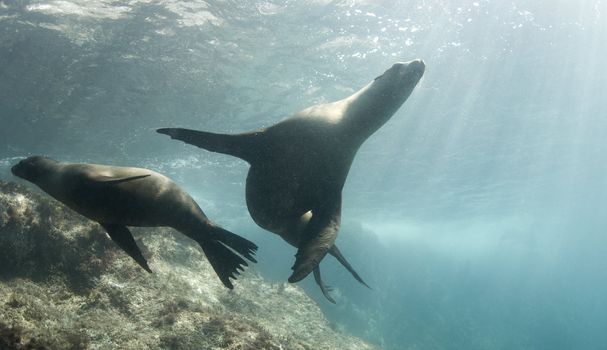 Two California Sea Lions (Zalophus californianus) play together underwater in the Sea of Cortez, Mexico